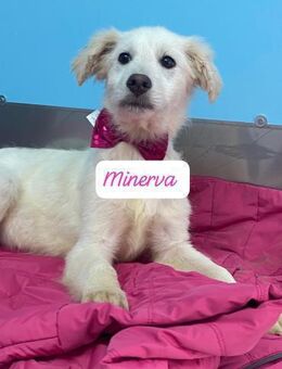 Minerva - Welpe auf Heimatsuche - Grevenbroich