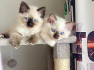 Heilige Birma Katzenbabys - Ulm