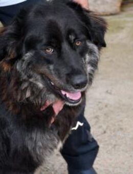 Möchten Sie Otis eine Familie sein? - Neuss