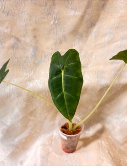 Alocasia frydek 2 - Berlin Treptow-Köpenick