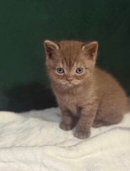 BKH Katze - Chemnitz