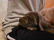 Weimaraner/Cane Corso Welpen - Heringen (Helme) Uthleben