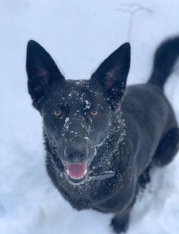 Mylo sucht ein neues Zuhause - Hemer