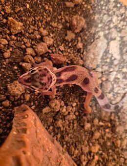 Leopardgecko babys ende August - Korschenbroich