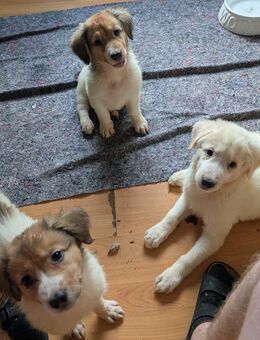 Bordercollie-Pudel Mix (Bordoodle) Welpen - Aschaffenburg