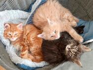 Maine Coon Kitten - reinrassig - Halle (Saale)