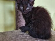 Maine coon Snowbengale Mix Kitten - Bous