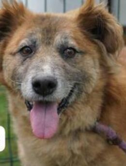 DRAGISA sanftmütiger Oldie ... - Kissing