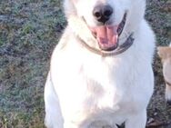 BANJO 💛💛💛 sucht sein Happy-Home - Herxheim (Landau)