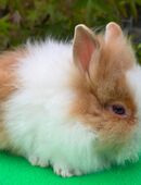 Löwenzwerg Rammler abzugeben, kastriert und geimpft in 45886