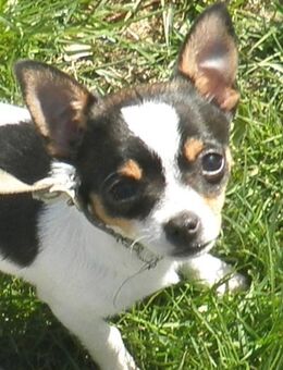 Süße Chihuahua Hündin in liebevolle Hände abzugeben - Wasbek