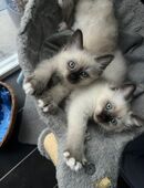 Heilige-Birma Kitten weiße Pfoten Kätzchen Katzenbabys in 45309