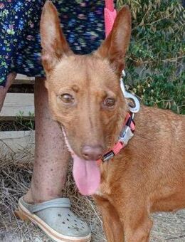 Vega - Mini Podenco Hündin - Bad Camberg