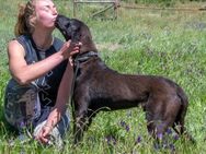 Jack sucht Familienanschluss - Brunstorf