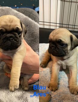 Mops / altdeutsche Mops Welpen - Rudelzhausen