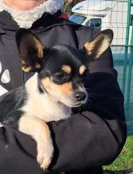 Paul, neugieriger kleiner Chihuahua-Jung - Remagen