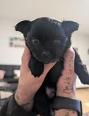 Chihuahua Welpe schwarz Langhaar sucht seine Familie in 46244