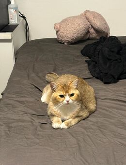 Scottish Kater kastriert abzugeben - Kreuztal