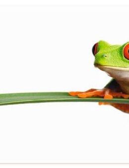 Artland Wandbild Frosch auf einem Blatt, Wassertiere (1 St), als Alubild, Outdoorbild, Leinwandbild, Poster, Wandaufkleber