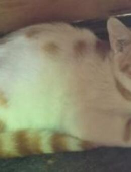 Dior - wunderhübscher Jungkater - Aichwald