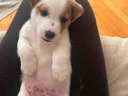 Reinrassige Welpen Jack Russell Terrier, von 28.06 verfügbar abzugeben - Erlangen
