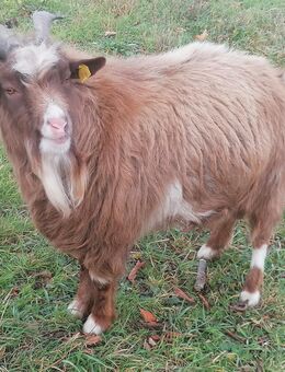 Zwergziegen, Zwergziege, Ziegenbock - Blankenburg (Harz)