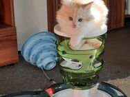 Maine Coon / PerserKitten - Mücke