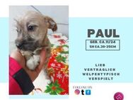 Paul❤️- kleiner, lebhafter Welpe - Rambin