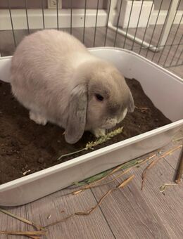 Kaninchen männlich kastriert - Bergisch Gladbach