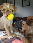 Hübsche vier Monate alte Mops Hündin mit Ahnentafel sucht ihre Traum Familie in 04746