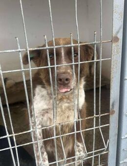 Bobby - ganz besonders!! - Alfdorf