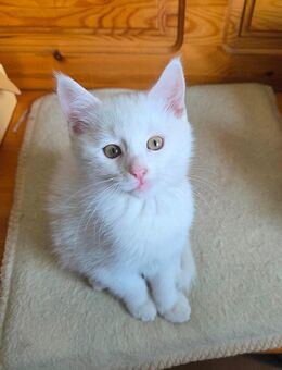 1 Kitten Katze sucht ab Oktober ein neues zu Hause - Dresden