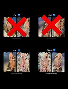 sehr schicke high Red Orange Blue Bartagamen Male NZ April 2025 (pogona vitticeps) - Hamburg Wandsbek
