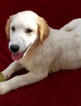 Zazou, so goldig 🥰 - Winsen (Aller)