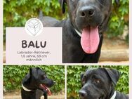 Balu - der perfekte Begleiter für Herz & - Brühl (Nordrhein-Westfalen)