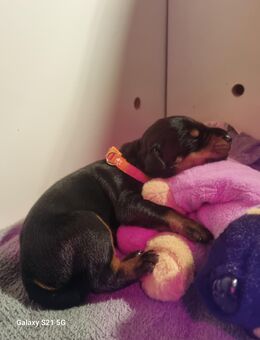 Dobermann Welpen - Breddin
