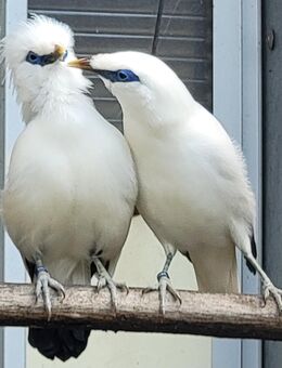 Balistare - Soltendieck