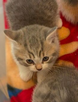 Kitten Katzenbabys Katze Kater Katzen - Salzgitter