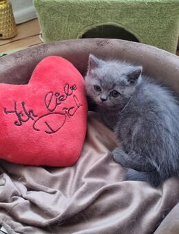 Britisch Kurzhaar Kitten ♥️ - Bochum Wattenscheid