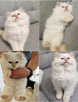 Reinrassige Ragdoll weiße Kitten 5m+1w - Berlin