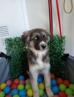 💙 Toller Junghund Mickey 💙 - Eislingen (Fils)