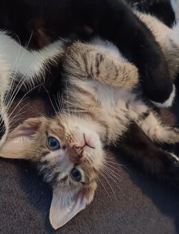 Süße kleine Kitten - Wunsiedel