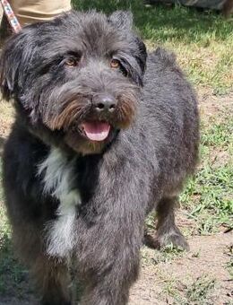 MORGO - BESITZER VERSTORBEN - Nörten-Hardenberg