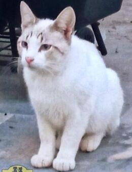 TINTIN Traumkater sucht Traum-Zuhause - Bad Camberg