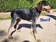 Sharif sportlicher Begleiter 5/24 ESP - Ruppertsecken