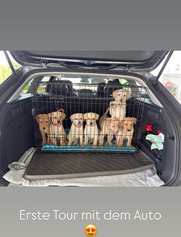 Labrador Welpen in liebevolle Hände abzugeben - Hüllhorst
