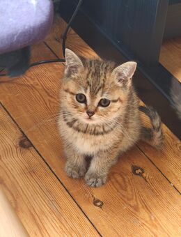 zuckersüße BKH-Kitten (getigert) sucht ein liebevolles Zuhause – Abgabe Ende September - Hamburg