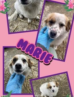 kleine Hündin Marie bald auf PS in 91278 - Nürnberg