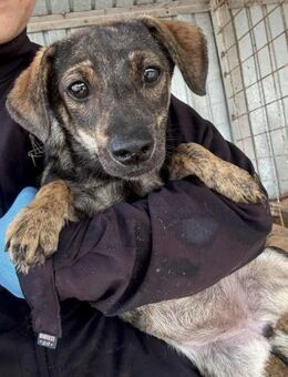 Xira- Plätzchen gesucht - Nürnberg