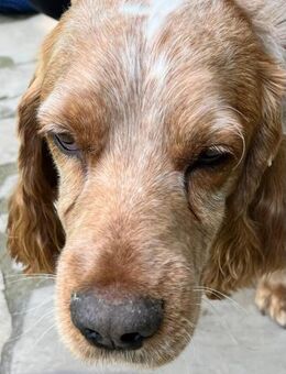 Russischer Spaniel sucht zuhause! - Bad Bevensen